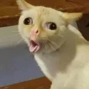 ratamacueaa