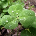 notstpatrick