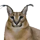 .cnt_