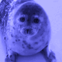 sealriousbusiness's Avatar