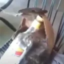 eojapata