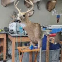 coolslek99