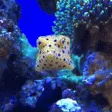 wall0