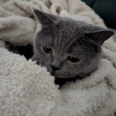 avatar Anni/Ámnésiá