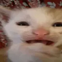 spyderie
