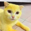 .fuffo