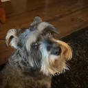 goofygoober69.