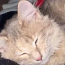 n_tt.