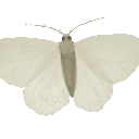 avatar Kirsche｡𖦹 °✩⋆