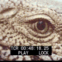 avatar éviscération