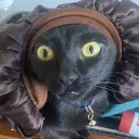catmaao