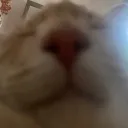 ipeecheetoes