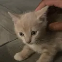 nybuvkets
