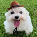 sopademacaco0068 avatar