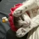 awildkirbee