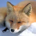 foxyisinhell