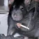 rato6414