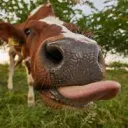 mr.cowedcow