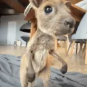 kangarootoes avatar