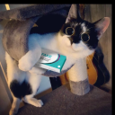 Discord Avatar