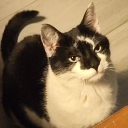 Discord Avatar