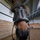 lovisa_