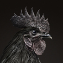 axblackxrooster