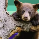 sunbear2652