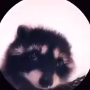 notimperador