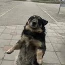 jnngl