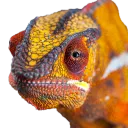 olddesertlizard