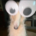 avatar LowkeyNotInParis$