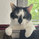 Discord Avatar