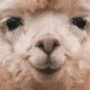 fluffyalpaca