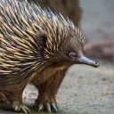echidnalives