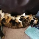 felipe30gleam avatar