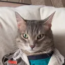 dudu_meow