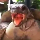 tortugabtw1651