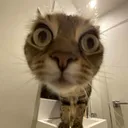 coolwik
