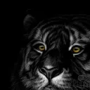 tigero00o