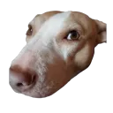 juneydapps