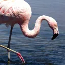 bossbigfeet
