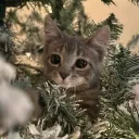 poopiicat