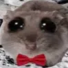 hazencruz