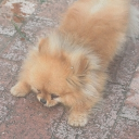 avatar GreatKingFrof