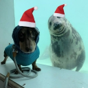 avatar thomas roberts