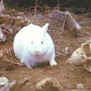 avatar the rabbit of caerbannog
