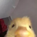 marquichu