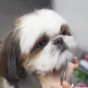 greensycth