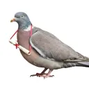 ofil_public